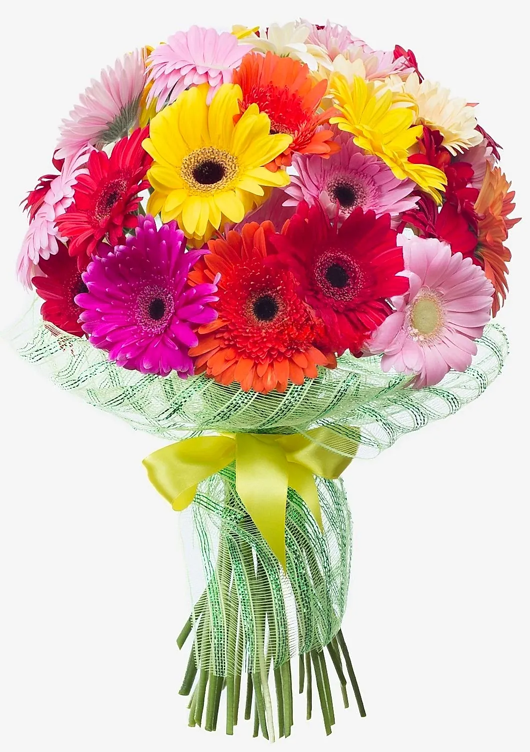 31 Gerbera